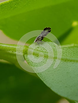 Diaphorina citri, theÂ Asian citrus psyllid, is a sap-sucking,Â hemipteranÂ bug in the familyÂ Liviidae